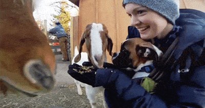 Uh, Don't Feed Me to Them