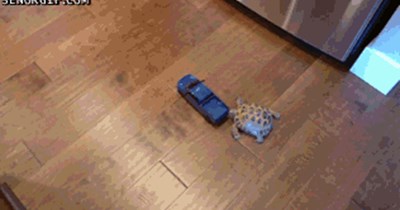 Turtle Chases After a Car
