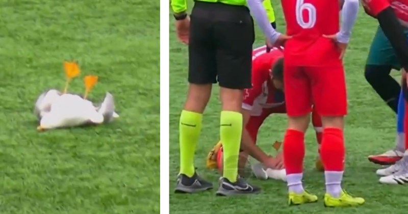 Story of a soccer/football player performing CPR on injured seagull | Thumbnail includes one picture of an unconscious seagull and one picture of soccer/football players huddled around injured seagull