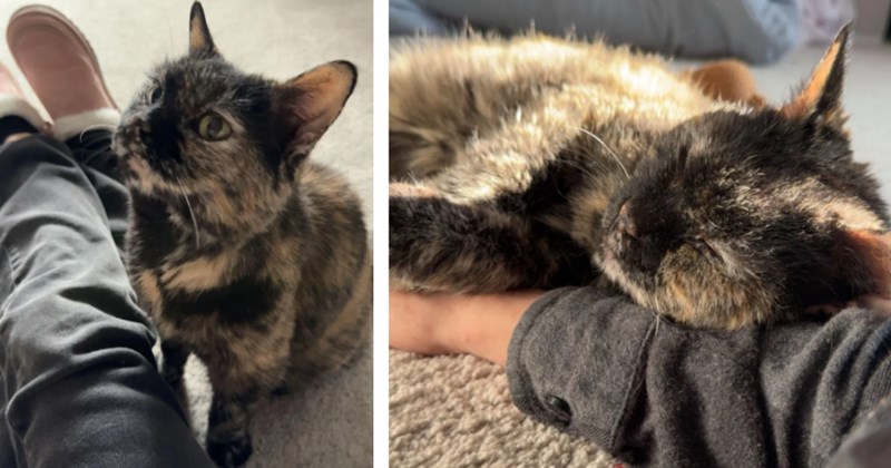Good-hearted woman adopts senior toothless and deaf tortie, proving love is ageless 