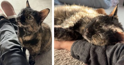 Good-hearted woman adopts senior toothless and deaf tortie, proving love is ageless 