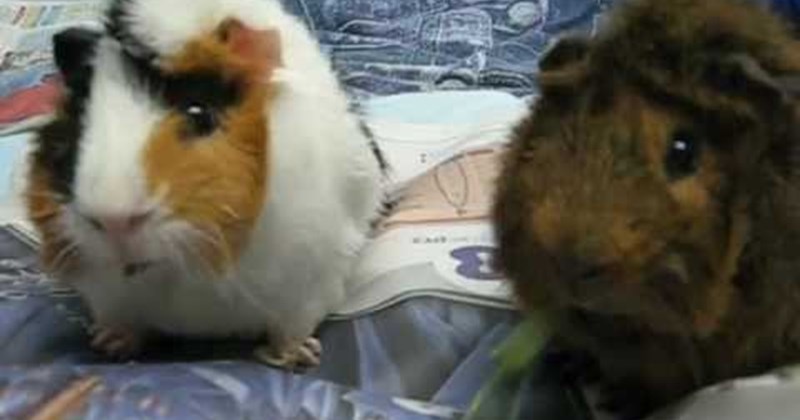 guinea pigs synchronized eating Video - 49970177