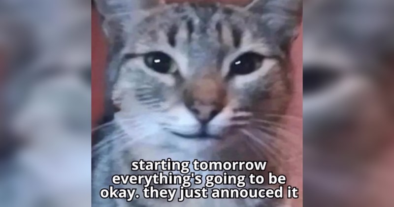  Heartwarmingly Wholesome Memes and Posts 