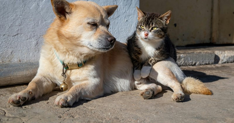 Woman's brother-in-law insists on sleeping in her home while he dog sits for a week during their family trip, but the dogs and cats are grateful 