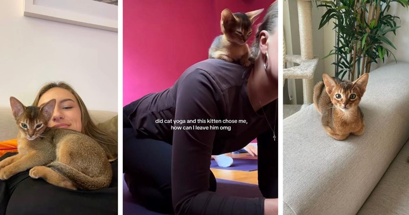 Abyssinian kitten chooses woman during cat yoga and refuses to leave her side, she decides to take him home at the end of the class: ‘I couldn't stop thinking about him’