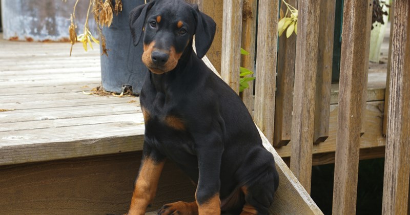 Good hearted human adopts 5-week-old Doberman Pincher without realizing he's too young to foster, she seeks internet advice on best next steps for the puppy's health