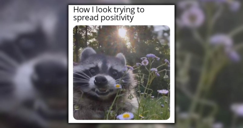  hilarious animals wild animals adorable cute animals cute animal memes