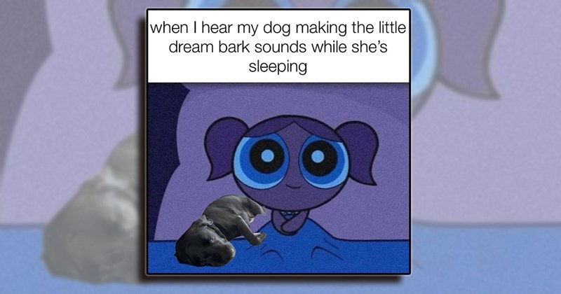humor dogs entertainment Memes doggos comedy happy laughing funny animals Doggos - 44439301