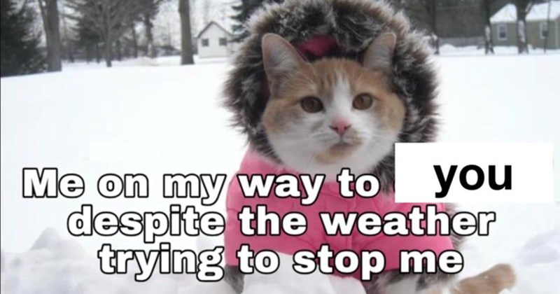 humor entertainment eco friendly snow felines comedy laughing Cats funny animals Cats - 44474117