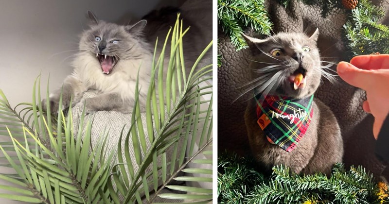 22 Unflattering and Funny Feline Photos fur Cat Pawrents who’ve Been Wronged Cat Child | thumbnail includes two images one image shows a gray and white cat screaming leaning over a fern, the other image shows a dark colored cat in the middle of being fed pasta with a strange look on its face