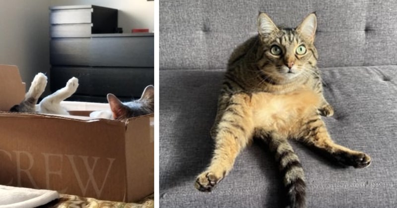25 Funny Feline Photos Silly Cats Awwthentic Selves | thumbnail includes two images one image shows a cat lying on its back in a box with hind legs and head poking out, the other image shows a tabby cat sitting on its bottom leaning forward hind legs splayed looking shocked 