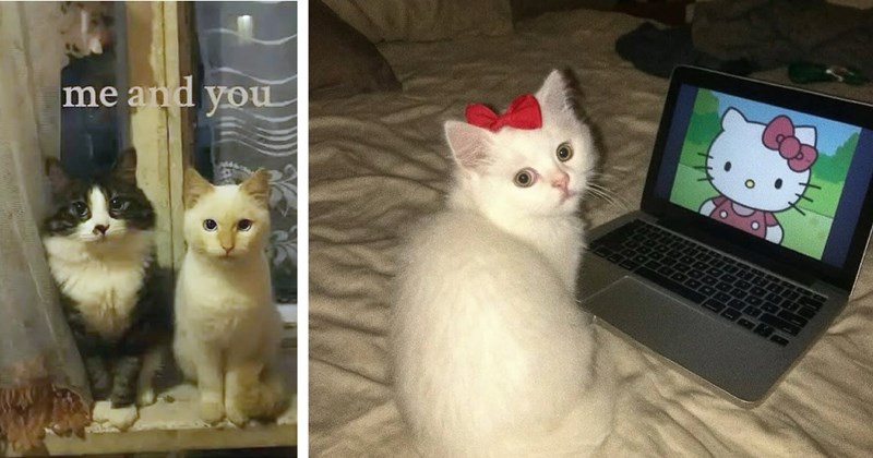 22 Sweet Feline Funnies fur Cat Loving Hoomans Who’re Low Love | thumbnail includes two images  one image shows a black and white and a white cat sitting side by side ‘me and you’, the other image shows a white kitten with a red bow on its head watching hello kitty on a laptop on a bed 