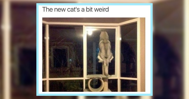 20 Howlariously Half-Baked Dog Memes fur When You Feel Fried Work Week | thumbnail includes one image which shows a husky sitting on a cat tree looking out of a window ‘The new cat’s a bit weird’