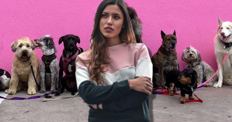 In-law's HOA suddenly requires all dogs get DNA testing, costing residents $86.14 per dog