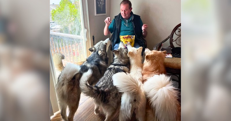 Story of a retired man finding friendship in neighbor's dogs | Thumbnail includes two pictures of a man feeding pack of Alaskan malamutes