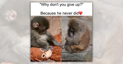 28 ‘Punch the Monkey’ Memes That Feel All Too Real and Somehow Still Hopeful