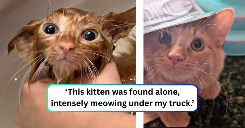 19 text pictures, 2 cat pictures | thumbnail includes two pictures of a cat, and ‘This kitten was found alone, intensely meowing under my truck.’