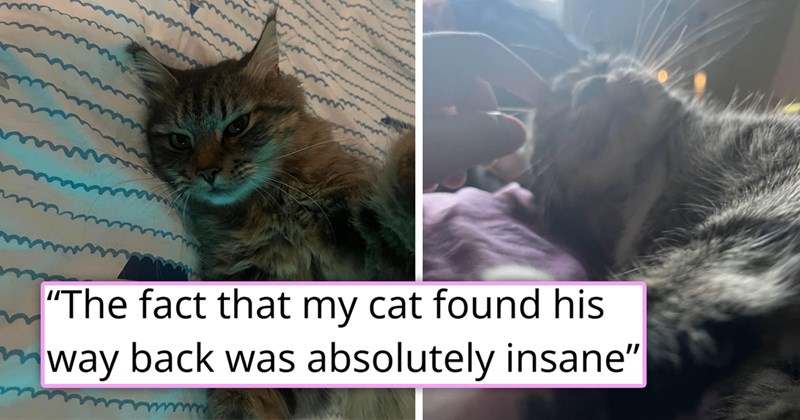 story about a mother rehoming the housecat and the cat finding its way back home | thumbnail includes two pictures of a cute cat 'the fact that my cat found his way back as absolutely insane'