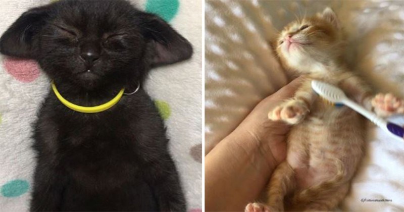 instagram cat videos funny