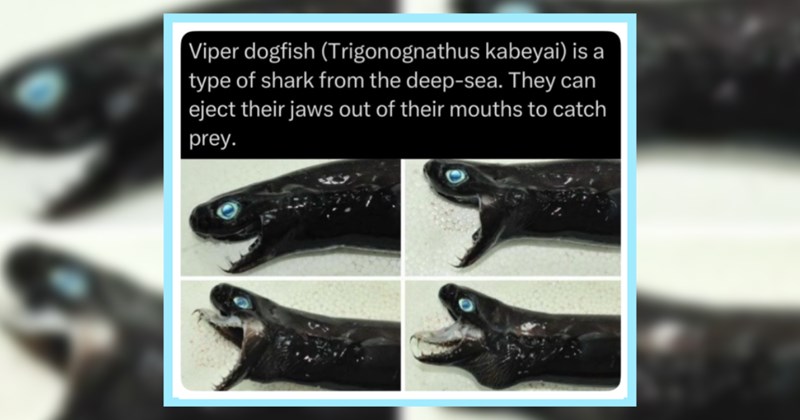 21 Unreal Animal Facts fur Admirers Awwnimal Kingdom | thumbnail includes one image which shows a viper dogfish ejecting its jaws ‘Viper dogfish is a type of shark from the deep-sea. They can eject their jaws out of their mouths to catch prey.’