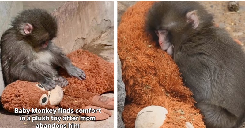 Story and video about viral japanese macaque | Thumbnail includes two pictures of japanese macaque 'Punch' and his stuffed animal