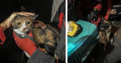 House cat trapped for 30 hours under earthquake debris gets a meowraculous save from K9 doggo who gets her safely returned to owner