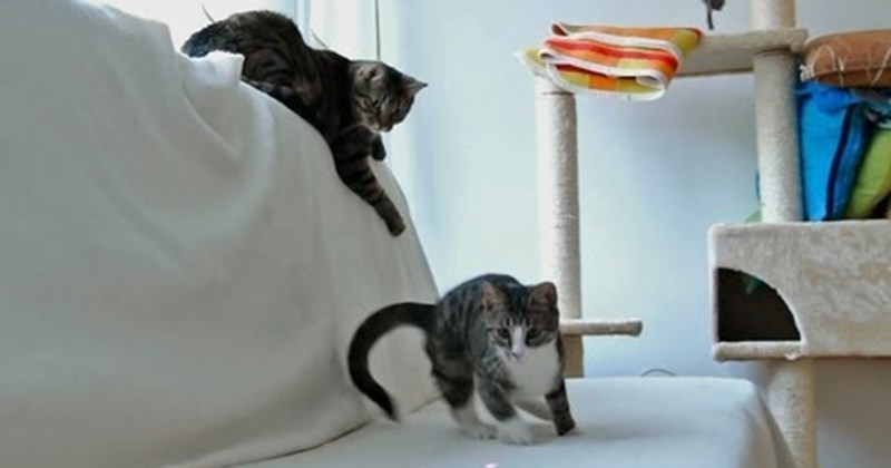 kitten cute laser funny Video - 54441985