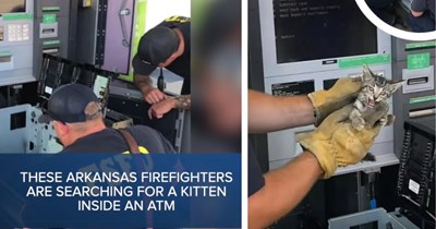 'It was the purrfect heist': Adorably feisty kitten saved in unexpected ATM rescue after technicians hear faint meows coming from inside 