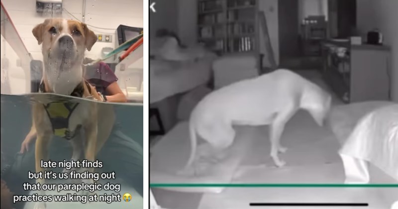 Story and video of paralyzed dog learning to walk | Thumbnail includes one picture of a dog on a water treadmill including 'late night finds but it's us finding out that our paraplegic dog practices walking at night'