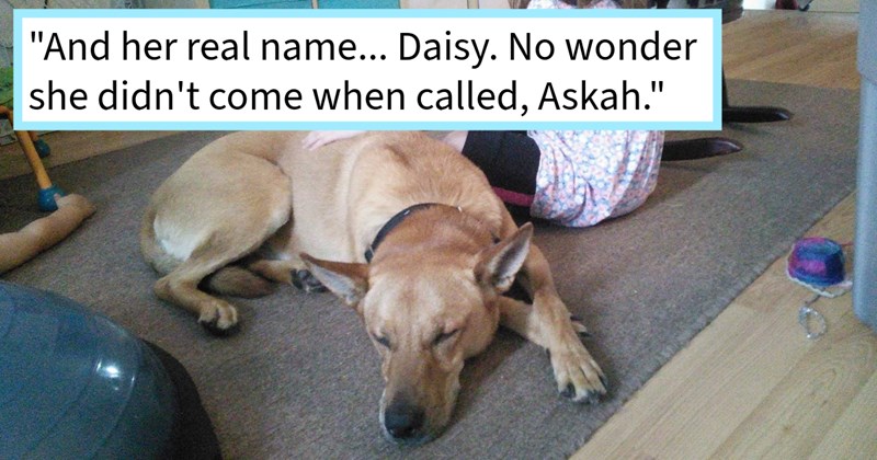 Pup foster pawrent surprised when dog gets called back be reunited with original family even though dog was owner surrender, says: ‘Someone visiting shelter recognized her photo available dogs listing knew her original original family.’ | thumbnail includes one image which shows a cream colored dog lying on a gray carpet sleeping ‘“And her real name…Daisy. No wonder she didn’t come when called, Askah.”’