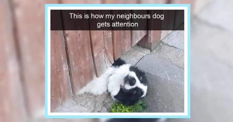 24 Howlarious Memes Internet Famous Dogs Every Dog Lover Should Know | thumbnail includes one image which shows a black and white dog lying on its back peeking its head from under a fence ‘This is how my neighbours dog gets affection’