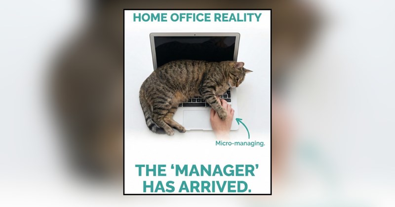 20 cat memes | thumbnail includes one meme and one picture of text including 'HOME OFFICE REALITY Micro-managing. THE 'MANAGER' HAS ARRIVED.' 