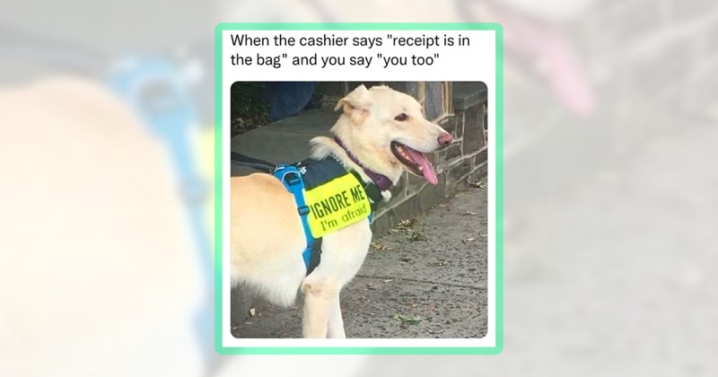 27 dog memes | thumbnail includes one meme including 'When the cashier says "receipt is in the bag" and you say "you too" IGNORE ME I'm afraid'