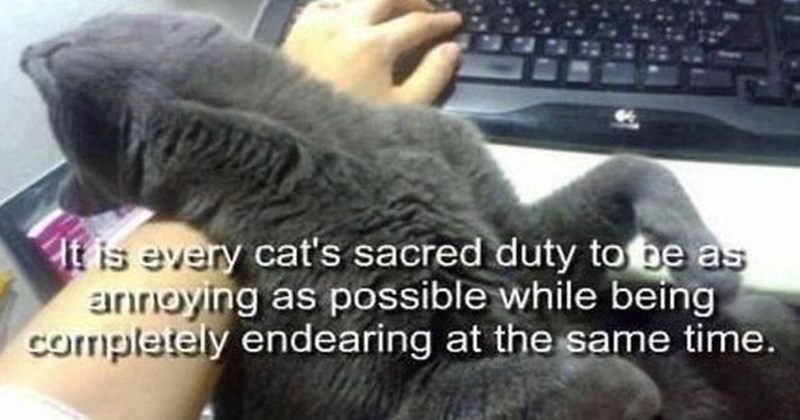 cats, cat memes, funny cat memes, animals, animal memes, funny aniimal memes, wholesome, wholesome memes, memes, funny, funny memes