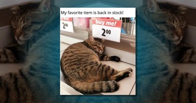 31 Cuddly Cat Memes That Pawthorize a One-Way Ticket Aboard the Snuggle Bus