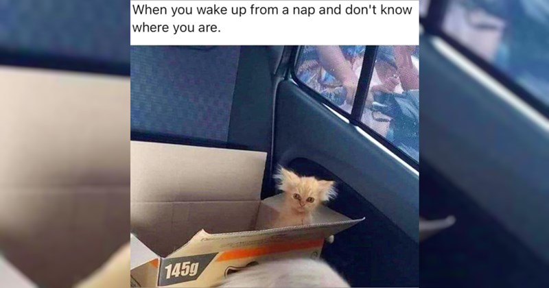 Memes Funny Memes relatable memes random meme dump random memes funny memes funny - 44237061