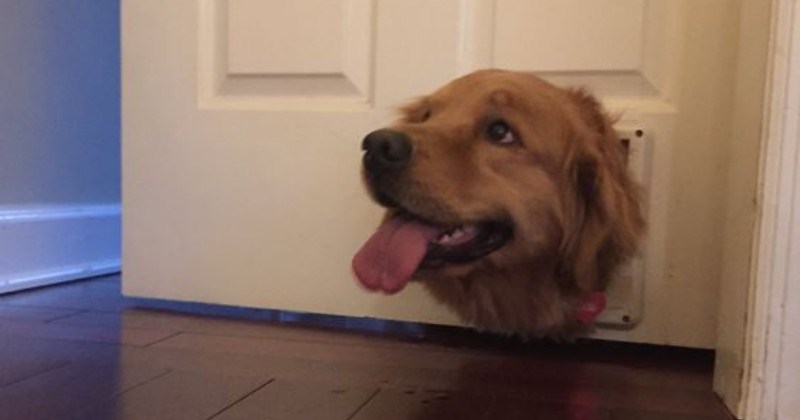 memes of animals that got stuck trying to get thru the door
