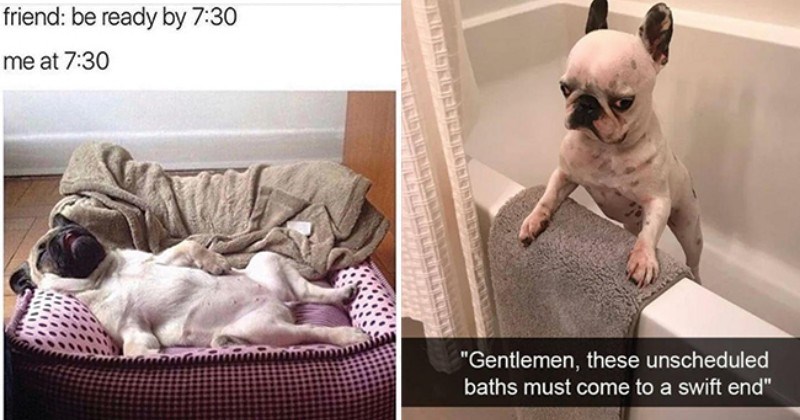 memes of fun and cute doggos doing their thing