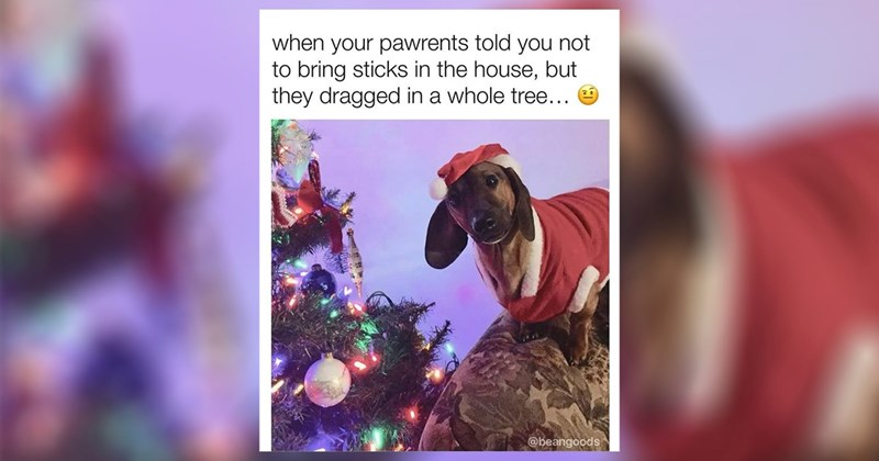 funny random memes relatable memes random memes silly memes funny memes meme silly funny tweets funny Funny Memes - 43678725