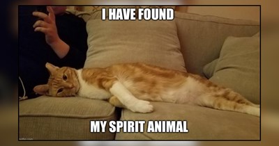 21 Sleepy Memes of Tired Cats Taking a Timeout After a Long Week