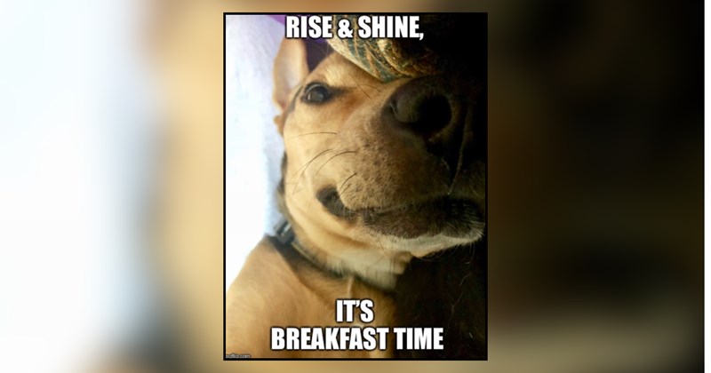 21 dog memes | thumbnail includes one meme and one picture of text including 'RISE & SHINE, IT'S BREAKFAST TIME' 