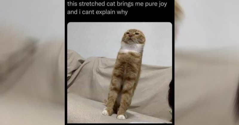 funny cat memes wholesome funny memes Memes cute cats animal memes Cats funny animals cat memes Cats - 43588357