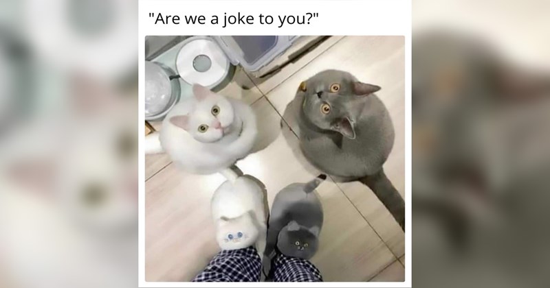 cats, cat memes, funny cat memes, cute cats, memes, funny, funny memes, wholesome, wholesome memes, memes, funny, funny memes, animals, animal memes, funny animal memes