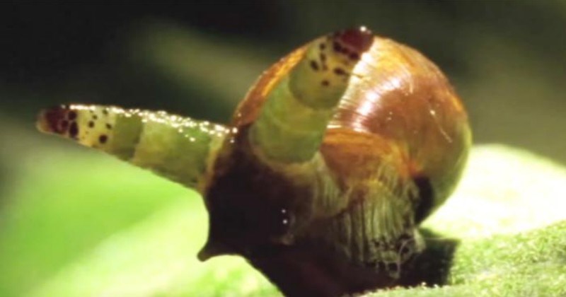 nature animal animals jo38ma3 - 9030405