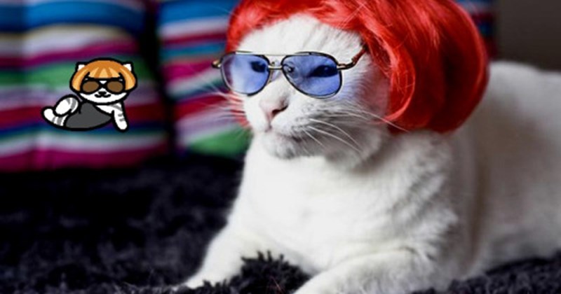 neko atsume cats in real life