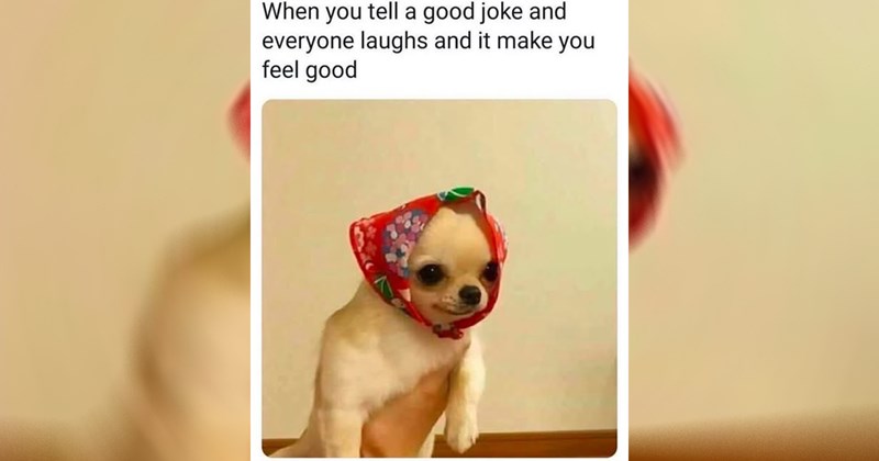 friendship wholesome nice tweets love good animal memes wholesome memes animals positivity Funny Memes - 43937285