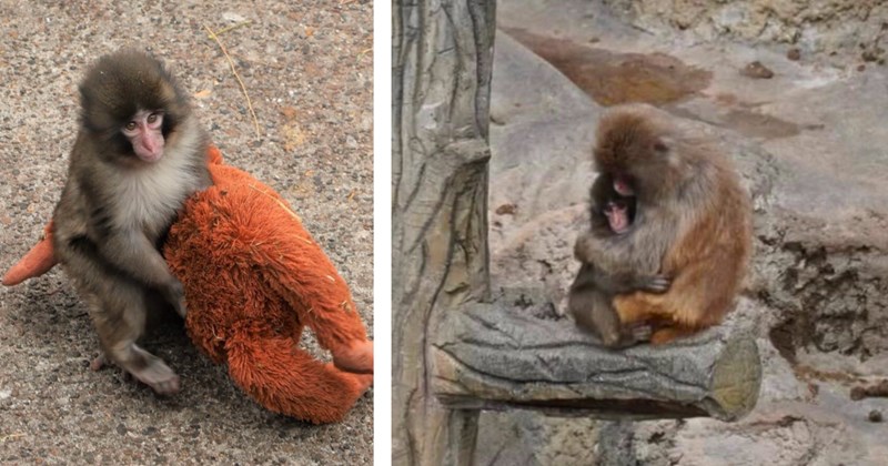 Story of Punch the monkey getting protected by other monkeys | Thumbnail includes two pictures of Punch the monkey