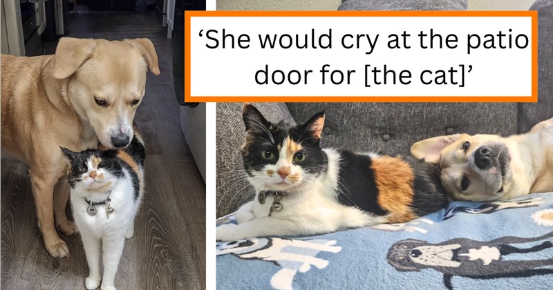 Story of cat rescue and cat and dog friendship | Thumbnail includes two pictures of a cat and dog, and one picture of text including '‘She would cry at the patio door for [the cat]’'
