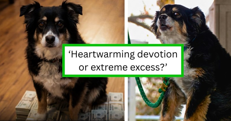 Story of a dog inheriting $5 million | Thumbnail includes two pictures of Lulu, the border collie, and one picture of text including '‘Heartwarming devotion or extreme excess?’'