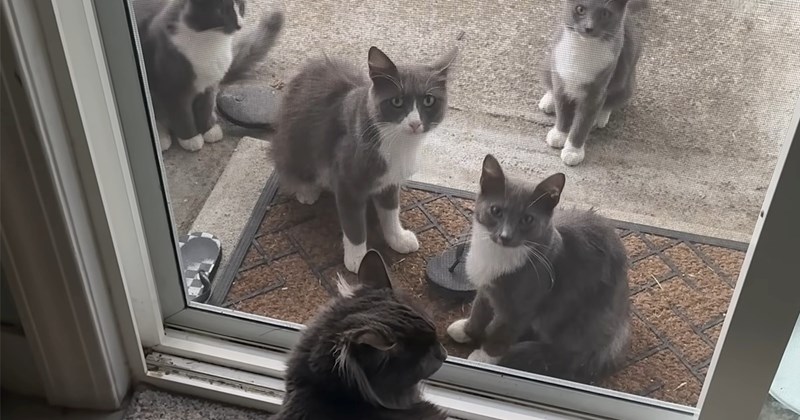 video about a man rescuing one cat and then having to also help the cat's girlfriend and all of their kids | thumbnail includes one picture of a bunch of cats sitting in front of an open door